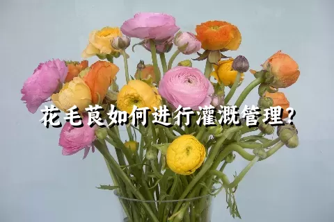 花毛茛如何进行灌溉管理？