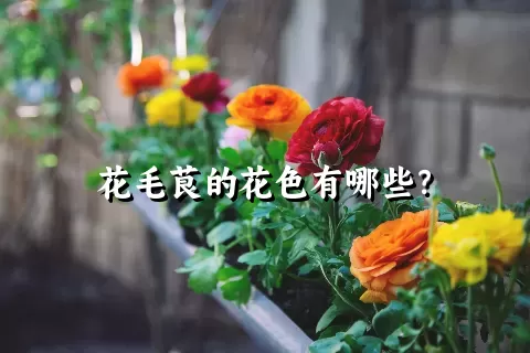 花毛茛的花色有哪些？
