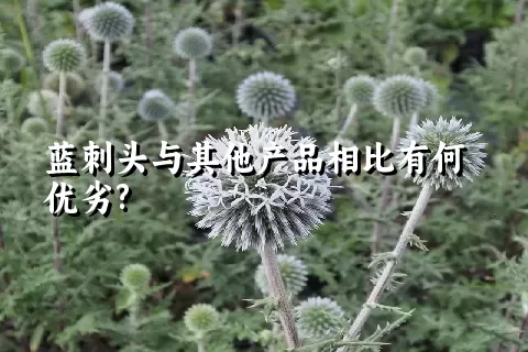 蓝刺头与其他产品相比有何优劣?