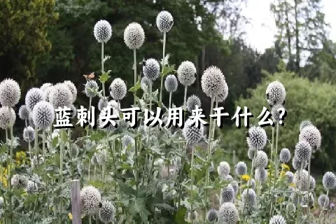 蓝刺头可以用来干什么?