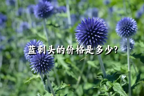 蓝刺头的价格是多少?