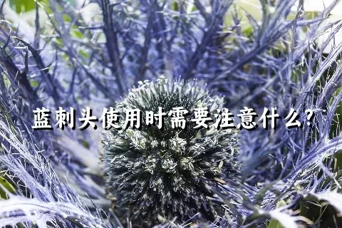 蓝刺头使用时需要注意什么?