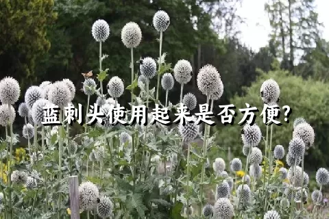 蓝刺头使用起来是否方便?