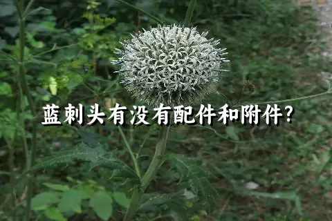 蓝刺头有没有配件和附件?