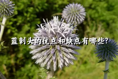 蓝刺头的优点和缺点有哪些?