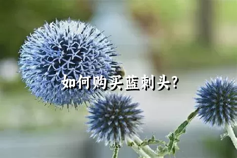 如何购买蓝刺头?