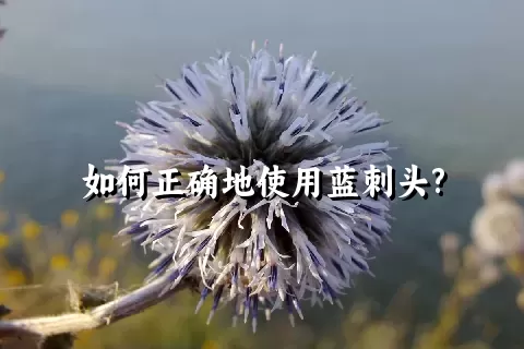 如何正确地使用蓝刺头?
