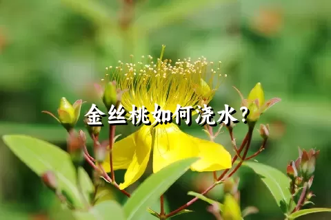 金丝桃如何浇水？