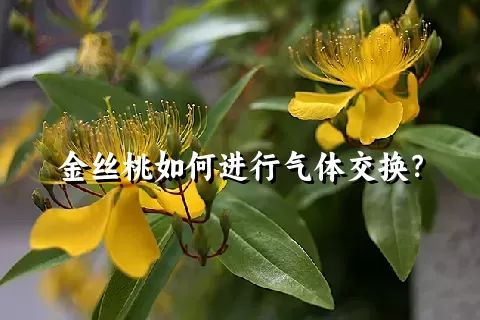金丝桃如何进行气体交换？