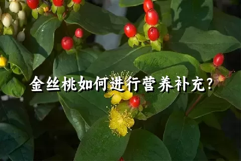金丝桃如何进行营养补充？