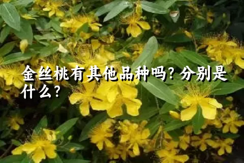 金丝桃有其他品种吗？分别是什么？