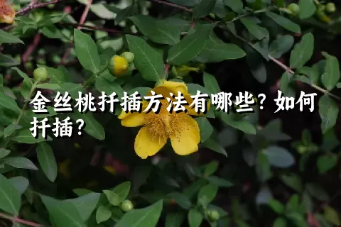 金丝桃扦插方法有哪些？如何扦插？