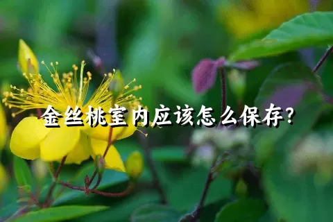 金丝桃室内应该怎么保存？