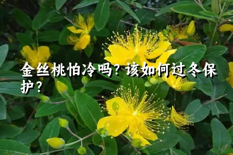 金丝桃怕冷吗？该如何过冬保护？