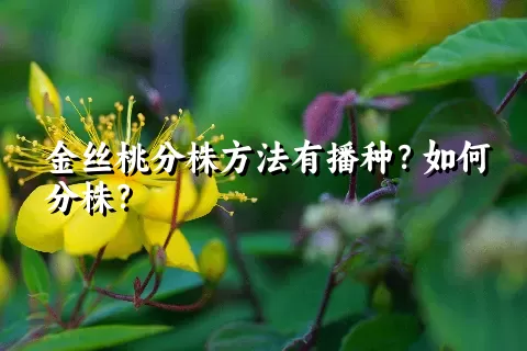 金丝桃分株方法有播种？如何分株？