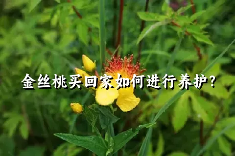 金丝桃买回家如何进行养护？
