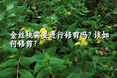 金丝桃需要进行修剪吗？该如何修剪？