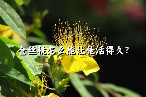 金丝桃怎么能让他活得久？