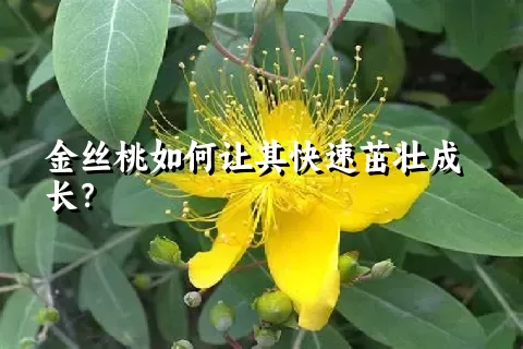 金丝桃如何让其快速茁壮成长？