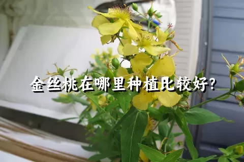 金丝桃在哪里种植比较好？