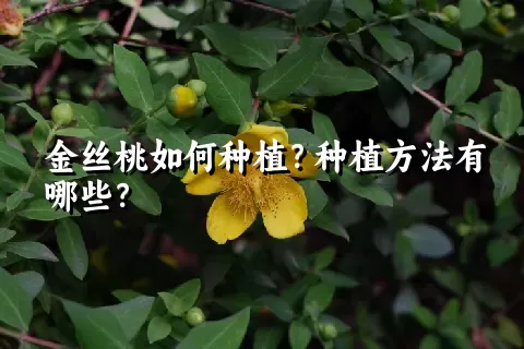 金丝桃如何种植？种植方法有哪些？