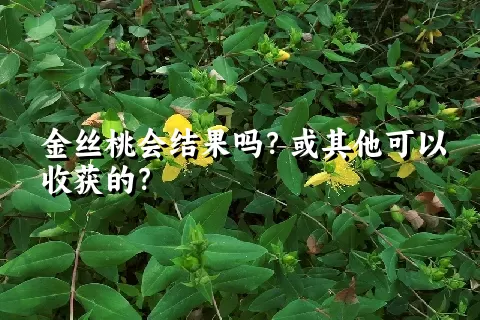 金丝桃会结果吗？或其他可以收获的？