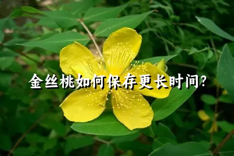 金丝桃如何保存更长时间？
