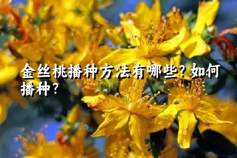 金丝桃播种方法有哪些？如何播种？