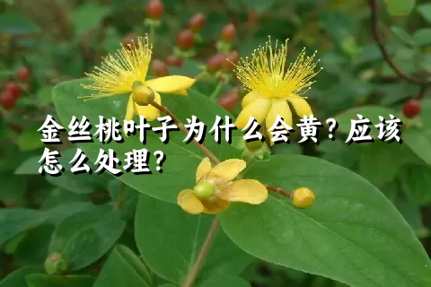 金丝桃叶子为什么会黄？应该怎么处理？
