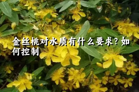 金丝桃对水质有什么要求？如何控制