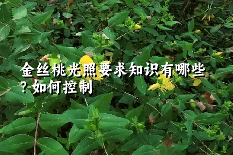 金丝桃光照要求知识有哪些？如何控制
