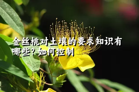金丝桃对土壤的要求知识有哪些？如何控制