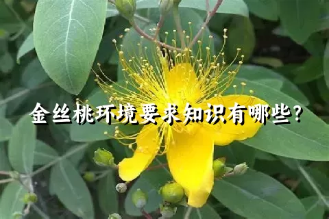 金丝桃环境要求知识有哪些？
