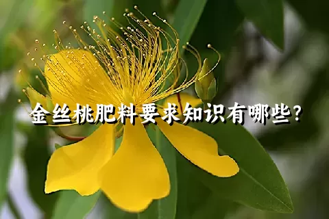 金丝桃肥料要求知识有哪些？