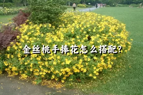 金丝桃手捧花怎么搭配？