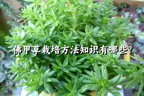 佛甲草栽培方法知识有哪些？