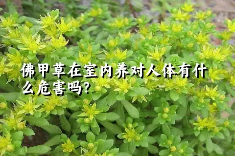 佛甲草在室内养对人体有什么危害吗？