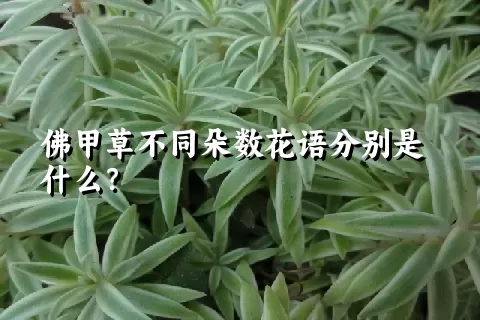 佛甲草不同朵数花语分别是什么？