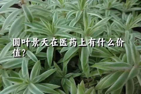 圆叶景天在医药上有什么价值？
