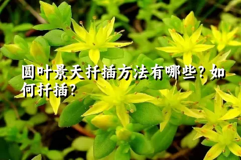 圆叶景天扦插方法有哪些？如何扦插？