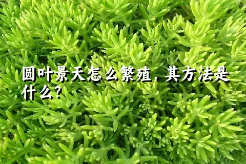 圆叶景天怎么繁殖，其方法是什么？