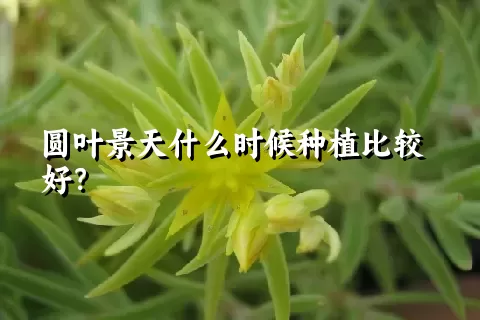 圆叶景天什么时候种植比较好？