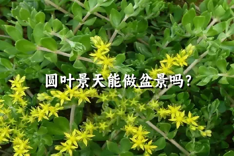 圆叶景天能做盆景吗？