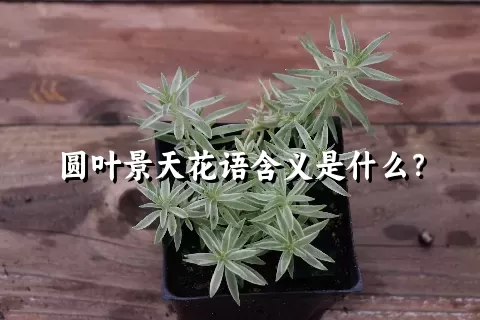 圆叶景天花语含义是什么？