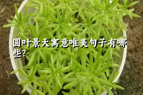 圆叶景天寓意唯美句子有哪些？