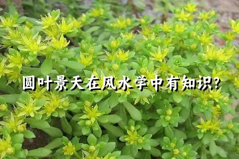 圆叶景天在风水学中有知识？