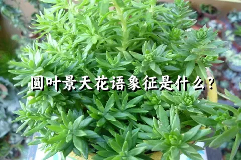 圆叶景天花语象征是什么？