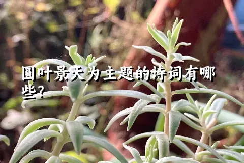 圆叶景天为主题的诗词有哪些？