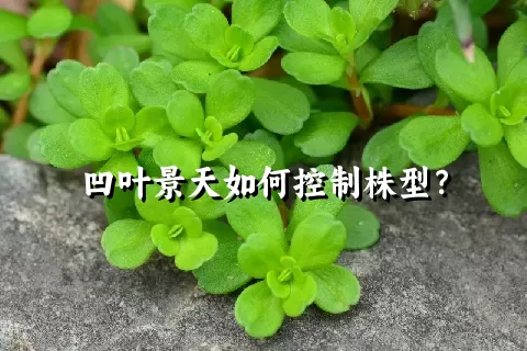 凹叶景天如何控制株型？