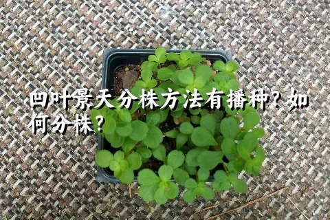 凹叶景天分株方法有播种？如何分株？